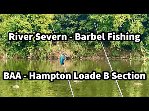 Видео: Ловля усача и голавля на реке Северн в BAA Hampton Loade B Section EP15