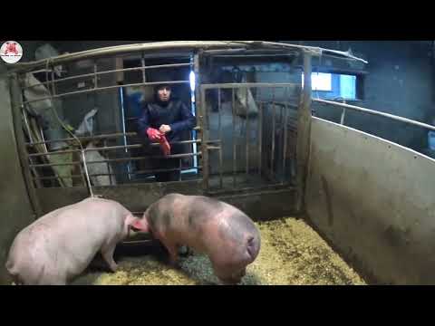Видео: 363🐖Поговорим о свиньях🐖