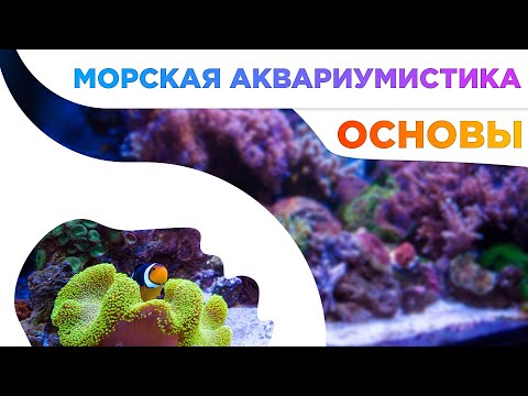 Видео: Основы морской аквариумистики