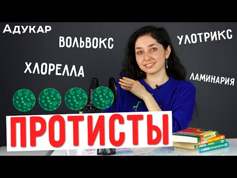 Видео: Протисты | Биология ЦТ, ЕГЭ