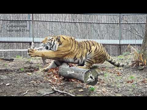 Видео: ПЕРЕТЯГИВАНИЕ КАНАТА С ТИГРОМ ШЕРХАНОМ
