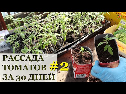 Видео: Рассада томатов за 30 дней / Пикировка
