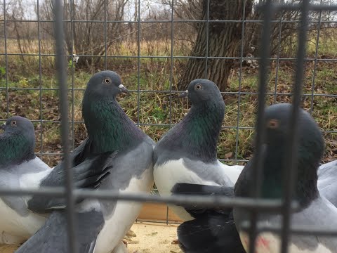Видео: Голуби на продажу: Китайцы, Крестовые монахи, Русские, Немцы