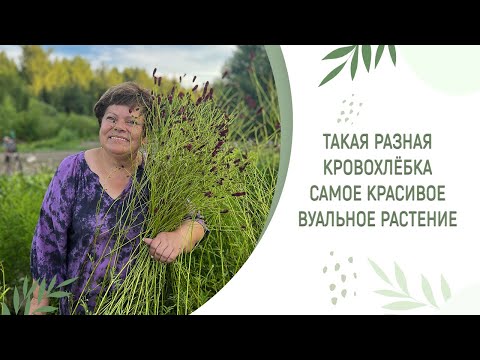 Видео: КРАСИВАЯ ВУАЛЬ ИЛИ ТАКАЯ РАЗНАЯ КРОВОХЛЁБКА | Какие виды и сорта не поражаются мучнистой росой
