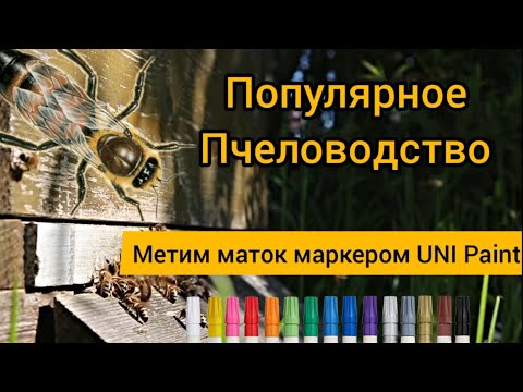 Видео: Чем метить пчелиных маток? / О японских маркерах  UNI / Китайская трубка "Флобер"