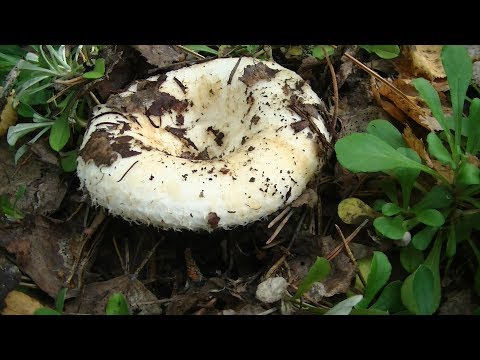 Видео: Тихая охота на Груздей началась.