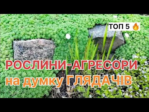 Видео: НІКОЛИ НЕ САДІТЬ! Найагресивніші рослини у саду на думку глядачів