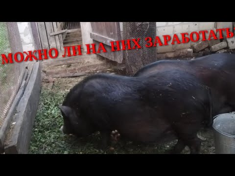 Видео: Вьетнамские свиньи выгодно? И как на них заработать!?