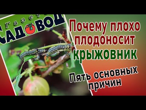 Видео: ПОЧЕМУ ПЛОХО ПЛОДОНОСИТ КРЫЖОВНИК: ПЯТЬ ОСНОВНЫХ ПРИЧИН