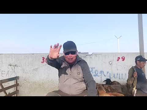 Видео: 7 сентябрь 2025 жыл токмок мал базары койлордун баасы 