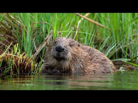 Видео: О бобре