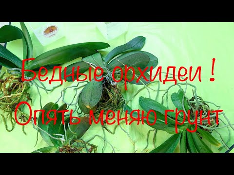 Видео: Добралась опять до орхидей 😂😂😂…. Пересадки