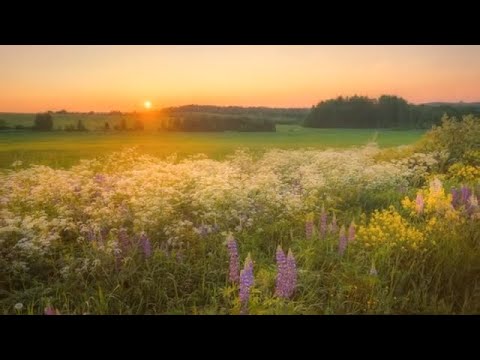 Видео: Л. ВЕЛИКАНОВА    Хороши в лугах травы рослые...