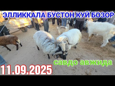 Видео: 11 сентября 2025 ЭЛЛИККАЛА БУСТОН КУЙ БОЗОР НАРХЛАРИ САВДО АВЖИДА