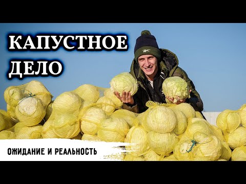 Видео: Краснокочанные дивиденды // Капустное дело
