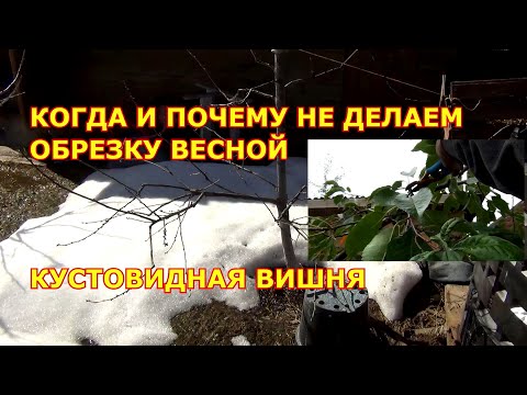 Видео: ОБРЕЗКА кустовидной ВИШНИ В КОНЦЕ АВГУСТА. И весенняя обрезка не нужна