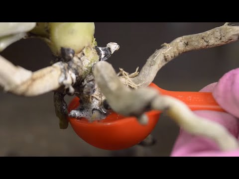 Видео: ЭТО ПОМОЖЕТ ОЖИВИТЬ ОРХИДЕИ!!!! ГНИЮТ КОРНИ! ОГОРОД ОРХИДЕЙ ЛЕЧИМ ОТ ГНИЛИ КОРНИ! ОРХИДЕЯ БЕЗ КОРНЕЙ