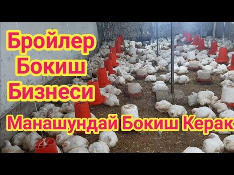 Видео: БРОЙЛЕР ТОВУҚ БОҚИШ БИЗНЕСИ