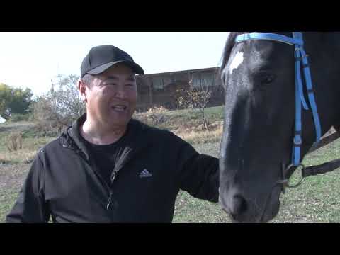 Видео: АРГЫМАК / Сокулук - "Абдыкул ата" жылкы чарбасы / ЖОРГОЛОР