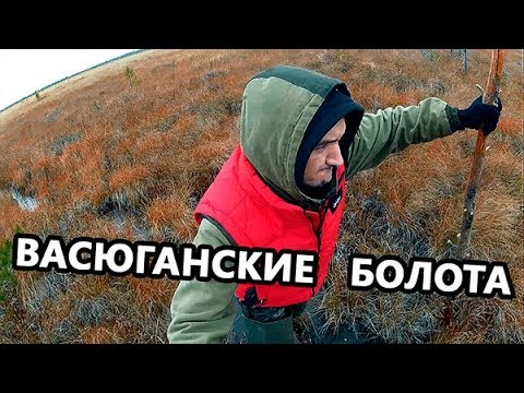 Видео: Васюганские болота