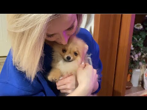 Видео: Купили нового щенка 🐶реакция бабушки