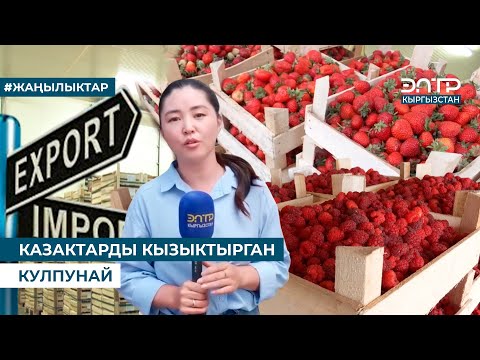 Видео: КАЗАКТАРДЫ КЫЗЫКТЫРГАН КУЛПУНАЙ