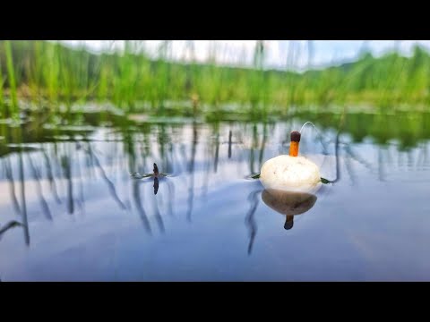 Видео: НА ПОПЛАВОК-СПИЧКУ! ДУРНОЙ КЛЁВ ЛЕСНОГО ОЗЕРА! Рыбалка в начале лета