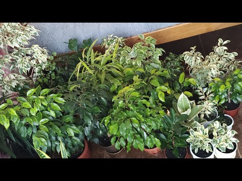 Видео: Фикус. Обзор моей коллекции Фикусов. Разные сорта Фикусов. Фикус Бенджамина, Ретуза, Каучуконосный
