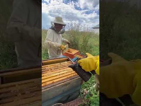 Видео: пасека ! прилетел рой в ловушку , принес два магазина меда !