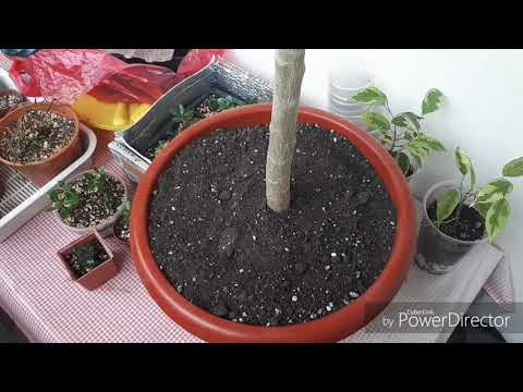 Видео: Комнатные цветы/Пересадка плюмерии
