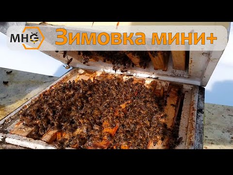 Видео: Как перезимовали нуклеусы мини+ и как мы их подкармливаем