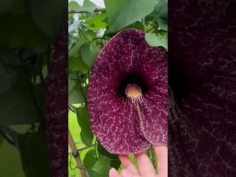 Видео: Кирказон, Аристолохия -чудо растение! #растение  #plants  #кирказон