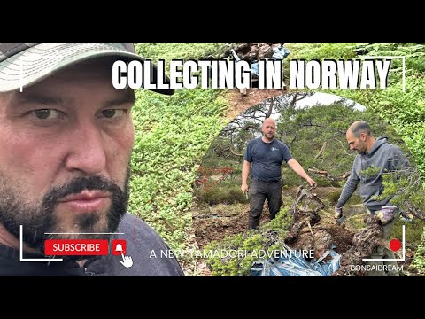 Видео: Коллекционирование в Норвегии бонсай мечты