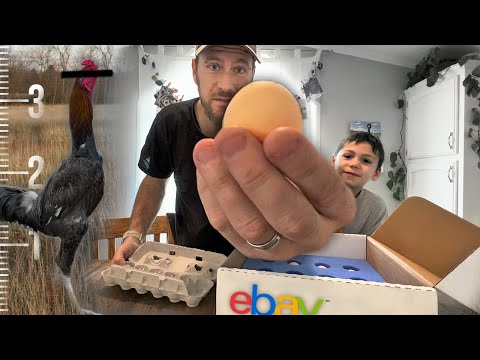 Видео: Выведение самых высоких цыплят на eBay | Инкубатор KEBONNIXS на 12 яиц