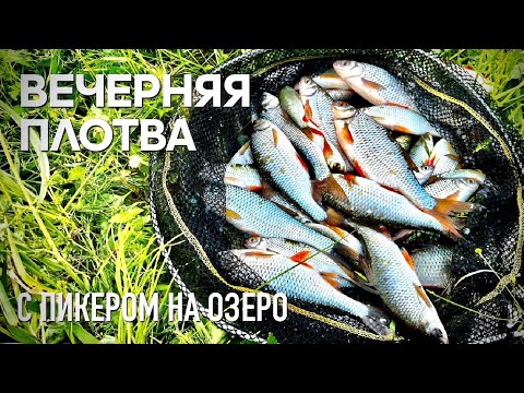 Видео: ВЕЧЕРНЯЯ ПЛОТВА!!! РЫБАЛКА с пикером на ОЗЕРЕ.
