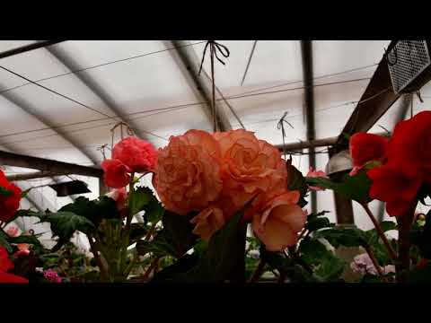 Видео: Клубневые бегонии-гиганты