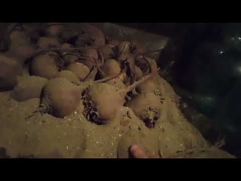 Видео: Как хранить свеклу. Два простых варианта хранения свеклы на зиму