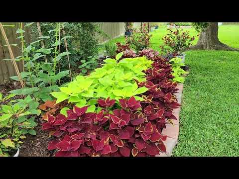 Видео: Массивный рост и цвет в обновлении Shade Bed и Coleus