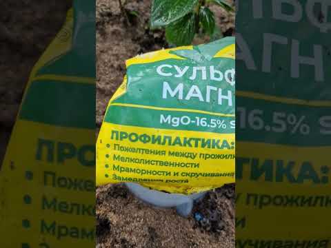 Видео: Магния сульфат- элексир  для  яркости цветка.                                  @сад