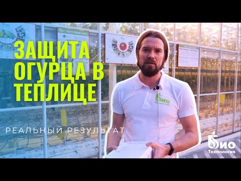 Видео: Результаты защиты огурца в условиях светокультуры на Агрокомплексе "Иванисово"