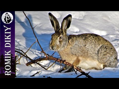 Видео: Успешная охота на зайца.  Свежий снег.