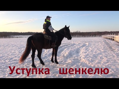 Видео: Учим лошадь уступать шенкелю