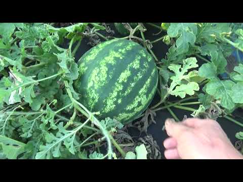 Видео: Моя бахча. Сезон 2022 года.