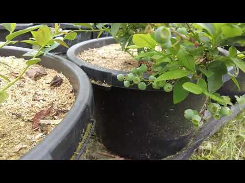 Видео: Голубика Великий Новгород, Северо-Запад/ Рост и плодоношение.