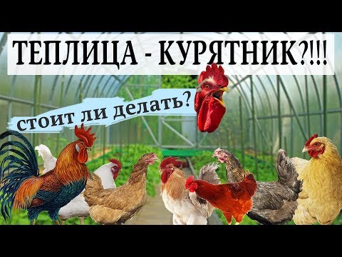 Видео: Птицеводство #12. Как быстро построить курятник? Теплица как птичник.