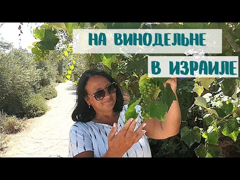 Видео: ВИНОДЕЛЬНИ В ИЗРАИЛЕ | Винодельня АМФОРА. Покупаем вино и оливковое масло - влог
