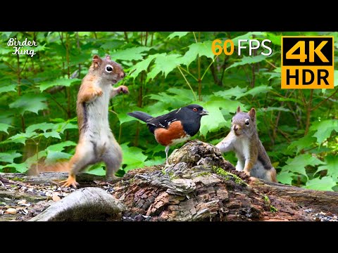 Видео: КОШКА ТВ 😺 Забавные белки и птицы 🐿 Игры для котов 4K HDR