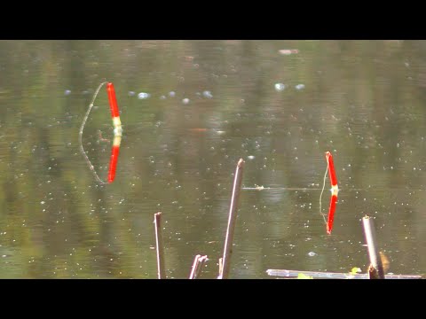 Видео: Чорні Болотяні Карасі🐟🐟🐟 на  Лісовому Озері. Рибалка на Поплавок. Ловля карася на перо.