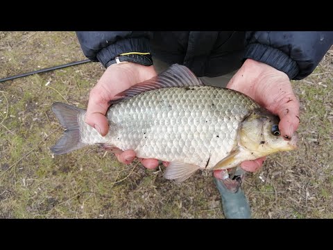 Видео: Ловля весеннего карася. Караси-лапти прут на кормаки