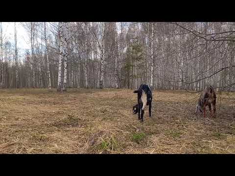 Видео: Вылечили кетоз у козы, горе хозяева.